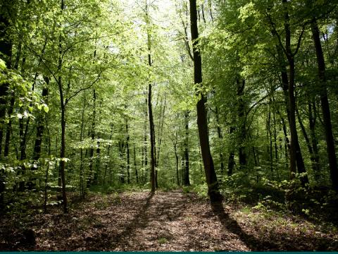 Photographie de la forêt de Brin-sur-Seille 
