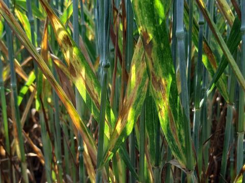 Feuilles de blé infectées par la septoriose